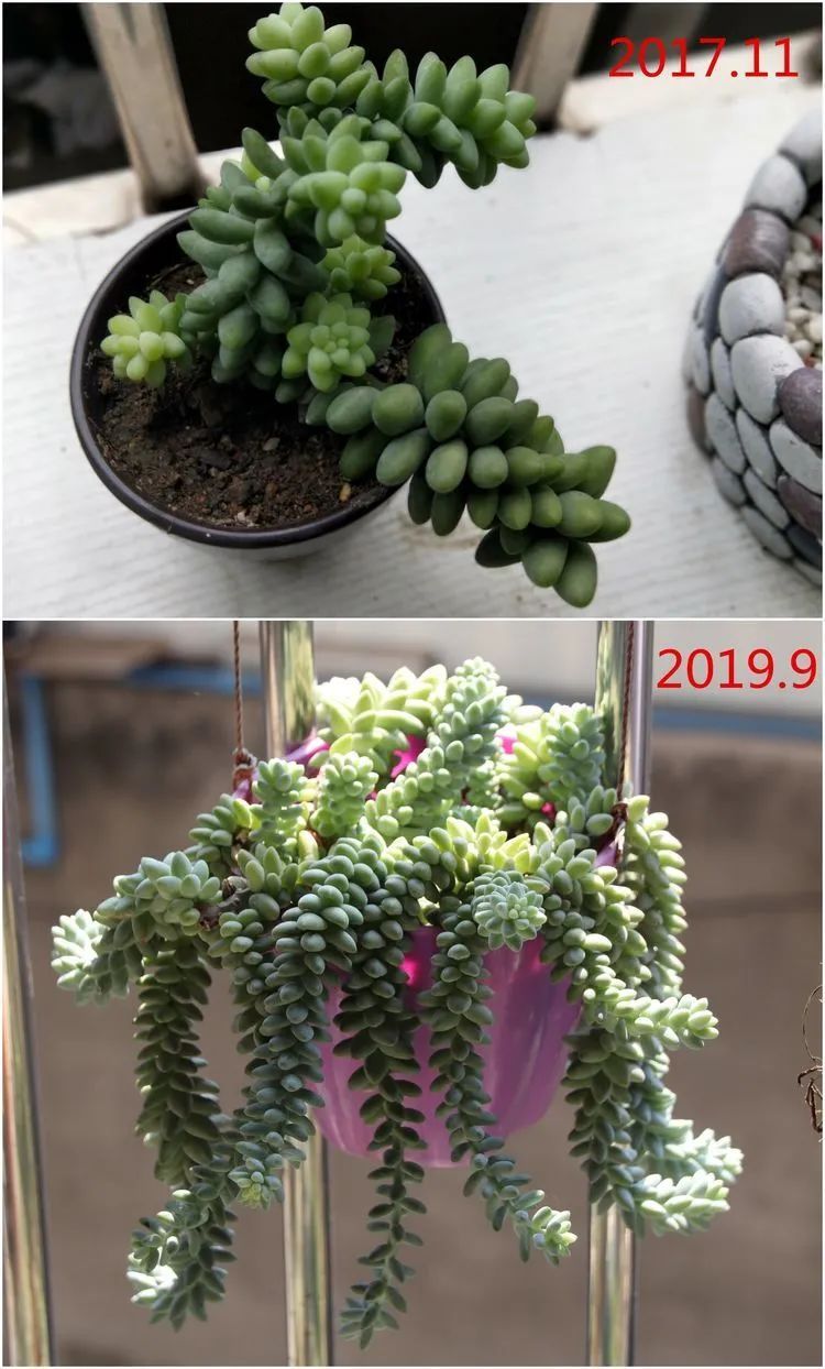 每次的剁手都是忍无可忍，无需再忍！买买买！静待肉美！