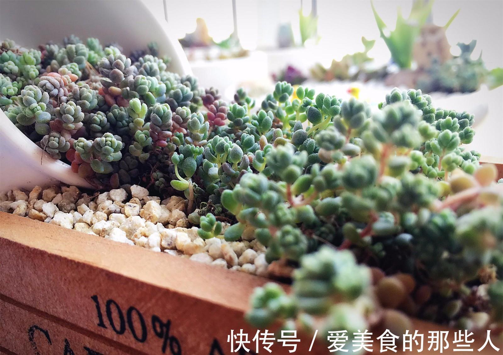 叶插,浇水,渡夏,多肉新手入门问题看这一篇就够了