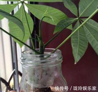 枝条|5.1在家扦插吧！8种花都可以，插土就活，10天长根，当年开爆盆