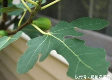 病发症|无花果的叶子为中药至臻，功效价值受中医欢喜！一定要收藏好