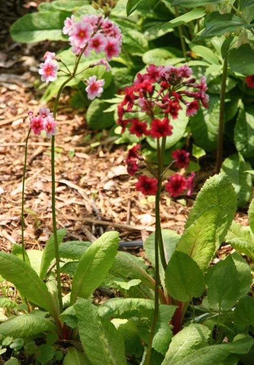 花朵精致、叶子翠绿的多年生花卉，新手不一定能养好，却都很好看