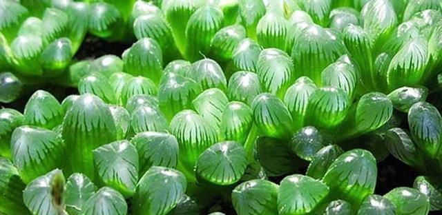 想要玉露长得晶莹剔透,一个塑料瓶就能解决,这样闷养