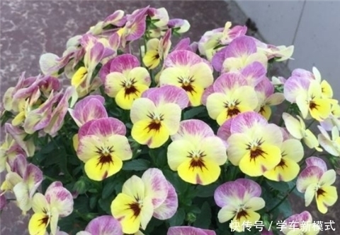 花朵|养5种花,夏天不怕热,花朵蹭蹭开,好看又好养