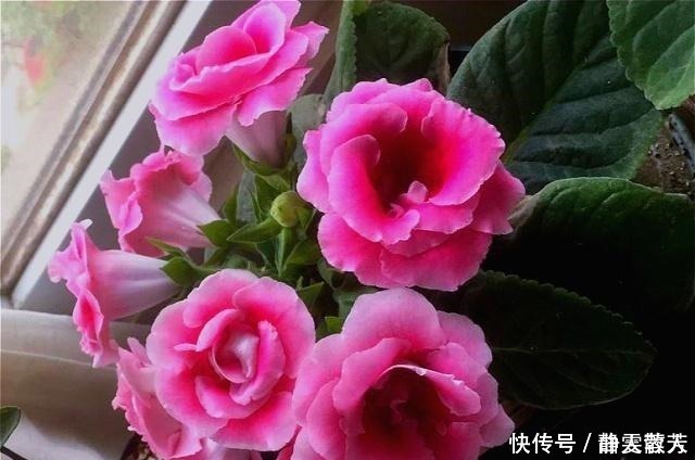 大岩桐花|一种四季开花的花，用叶子都能“插活”，漂亮又好养，不养可惜了！