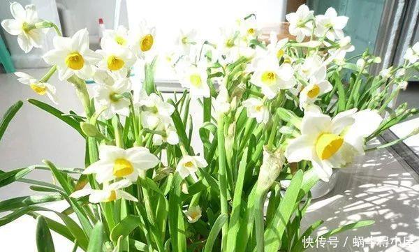 孕妇注意,这些花一定不要养!