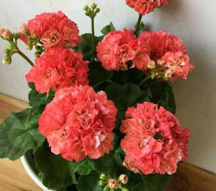 4种花是花中劳模,一年四季开花不断,花色鲜艳,适合种在庭院
