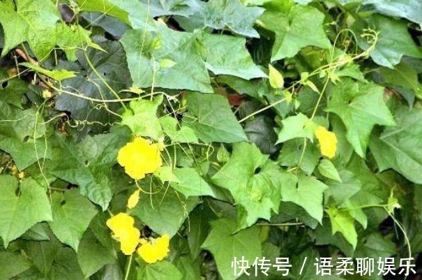 本草纲目|丝瓜叶比丝瓜还值钱别再扔了,吃对了4个好处不请自来