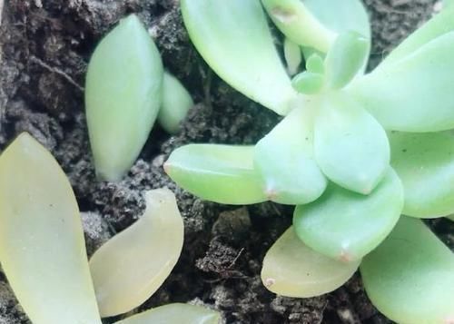 叶子|多肉叶子一碰就掉怎么办?摸清这些病灶、处理方法,一切没问题