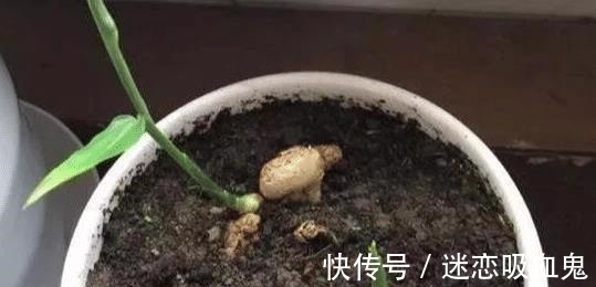 盆里种“生姜”,比君子兰好看,2个月“摘1次”,能吃6个月!