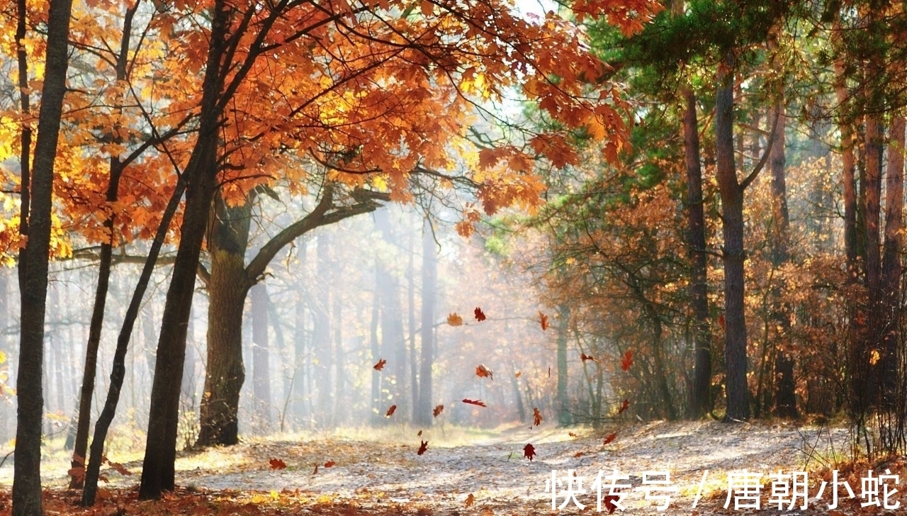 辛丑!七律|人间至美是清秋