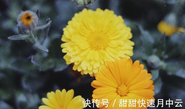 桃花|桃花飘香，邂逅前任，相濡以沫，度过此生