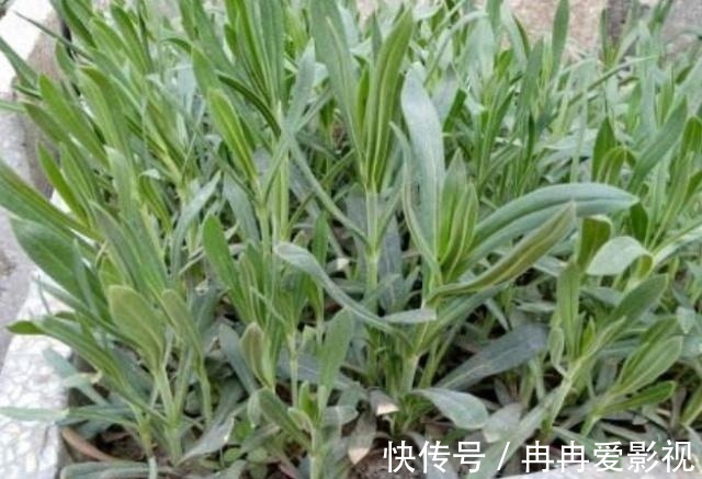 杂草|农村一种野草，叫“麦瓶草”，农村人当杂草，殊不知是名贵中草药