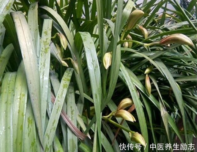 兰花如何管水管肥掌握这2点，烂根、黄叶不再来，大白根呼呼长！