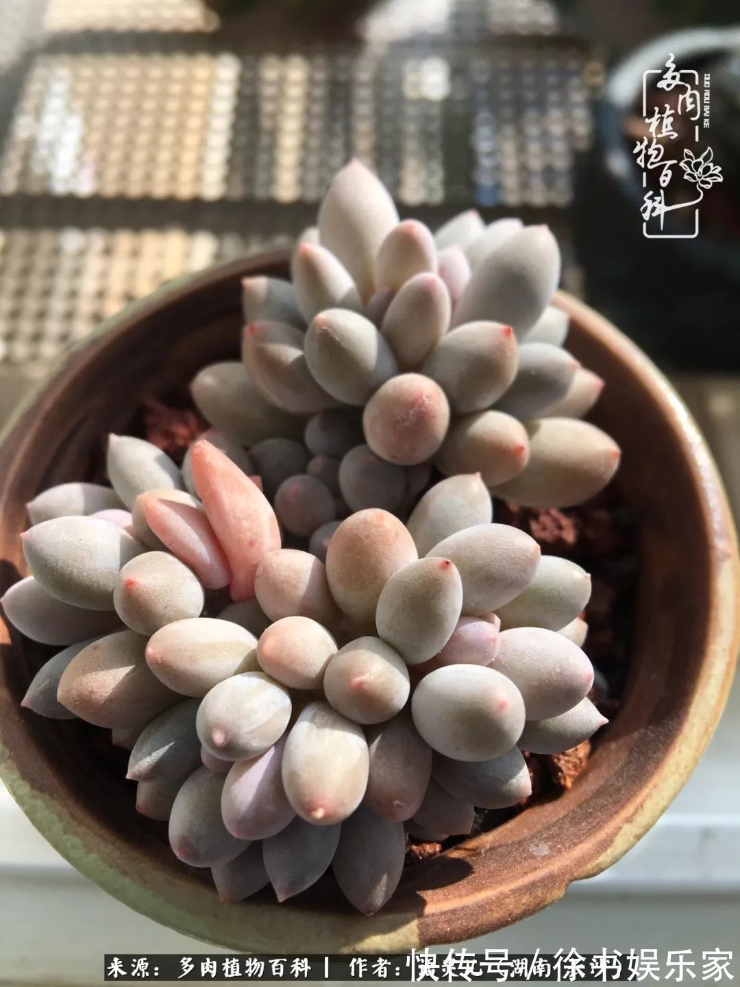 邂逅多肉，爱折腾的阳台党，总能收获简单纯粹的快乐！