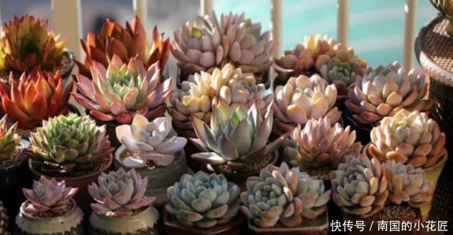 照顾|没有时间照顾多肉盆栽?不怕,这么“懒着养”反而容易出状态!