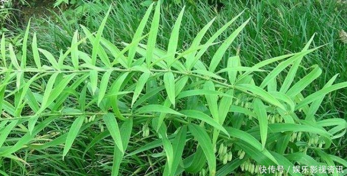 抗衰老|李时珍称它为“气血双补之王”,除风湿,强筋骨,润心肺,抗衰老