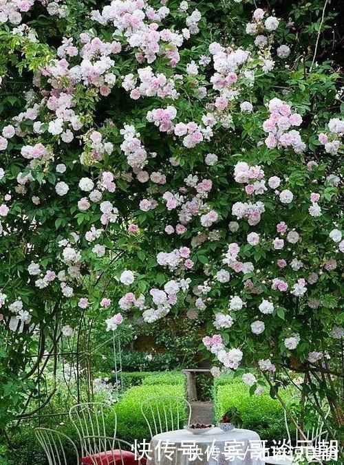 郁金香|7个绝美花园,个个美炸了天,等有钱了我也要建一个