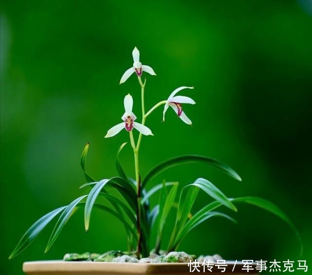 诗词|蕙兰秋意晚——诗词美图集