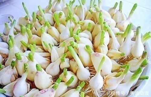 大蒜保存原来这么简单，放1年不发芽不干瘪，再也不怕大蒜长芽了