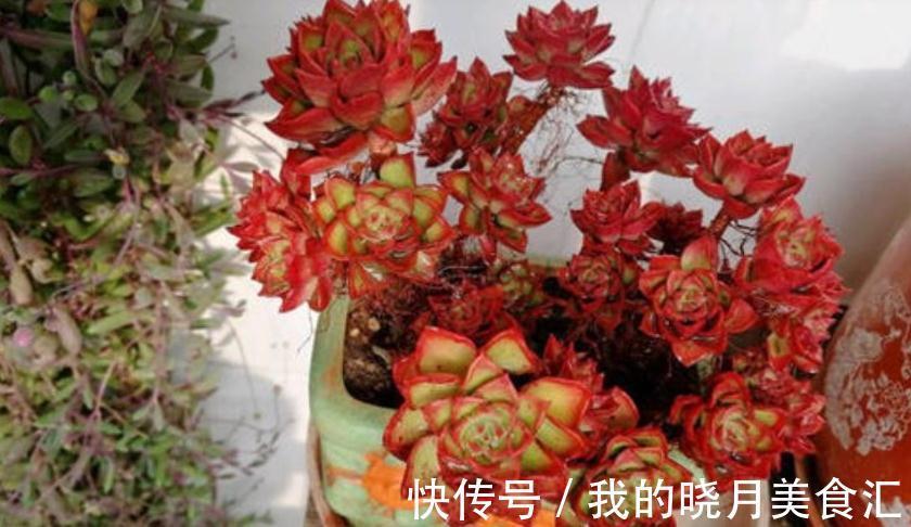 多肉蒂亚,从买回家到现在,叶子一直绿得像盘菜,该怎么办?