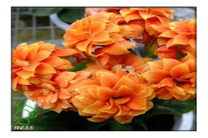 养长寿花，注意这一招，花开娇又艳，爆盆不是梦