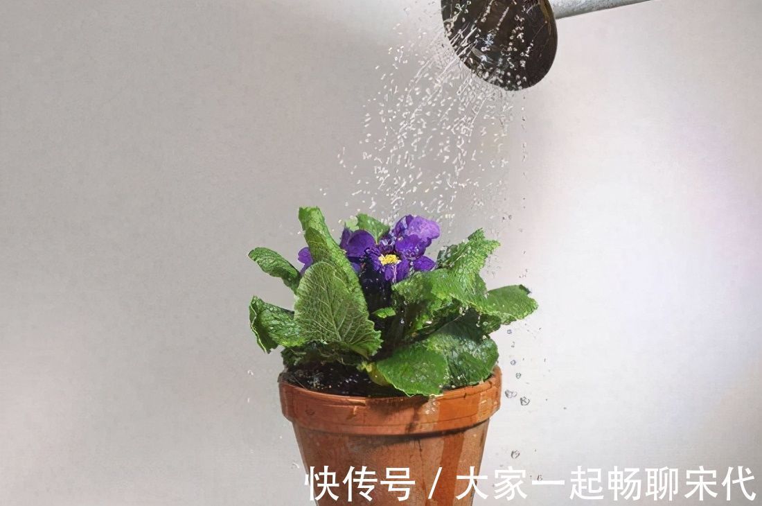 植株|浇花必懂知识：“见干见湿”和“干透浇透”有什么区别