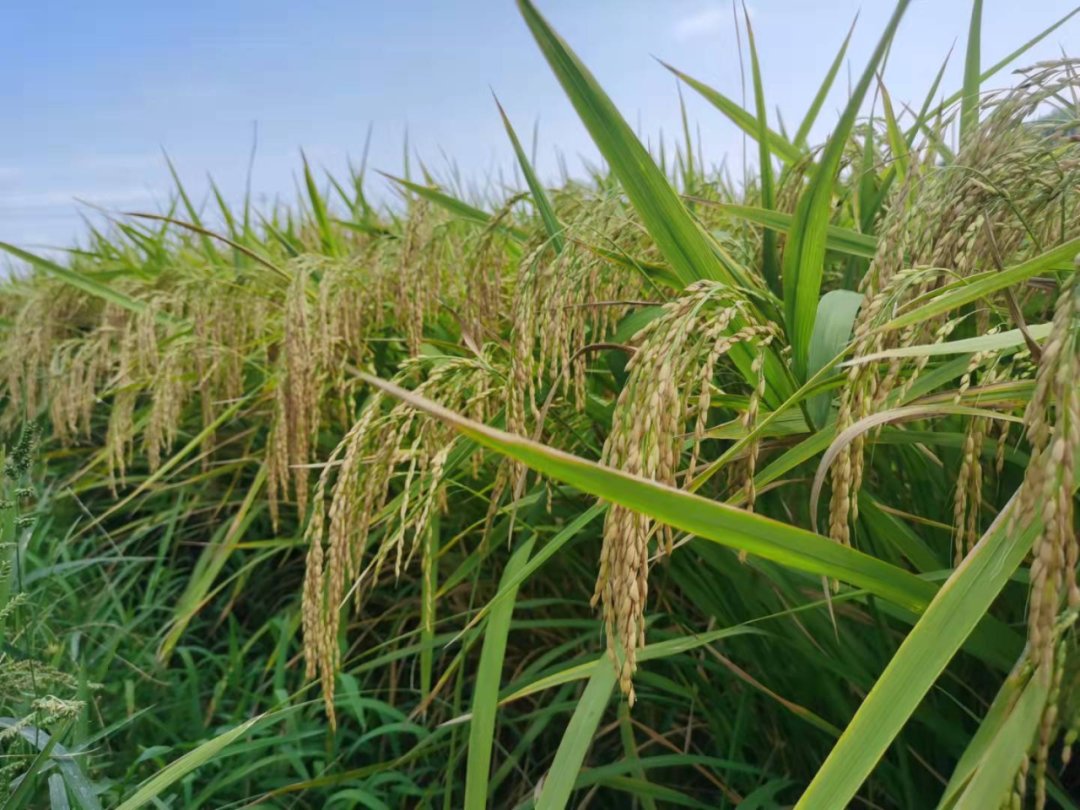 稻子#风吹稻浪“绘”声“绘”色,带你认识稻子的一生
