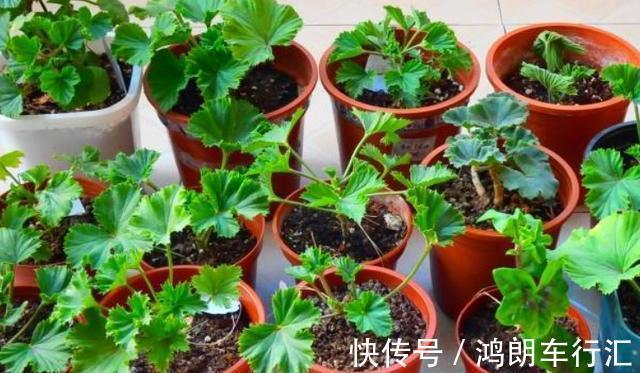 秋天快扦插，10种花不用买，掰个枝子插土里，嗖嗖生根，成活率高