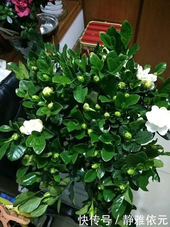 天热了4种花要“剪一剪”,剪1刀,花朵狂冒,花期延长2个月