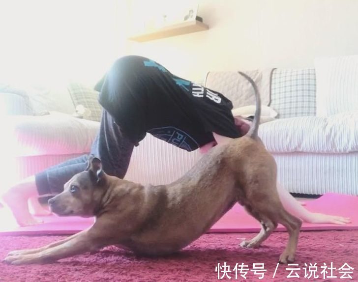 宠物|姿势比人类还专业？20个「宠物做瑜伽」的爆笑瞬间