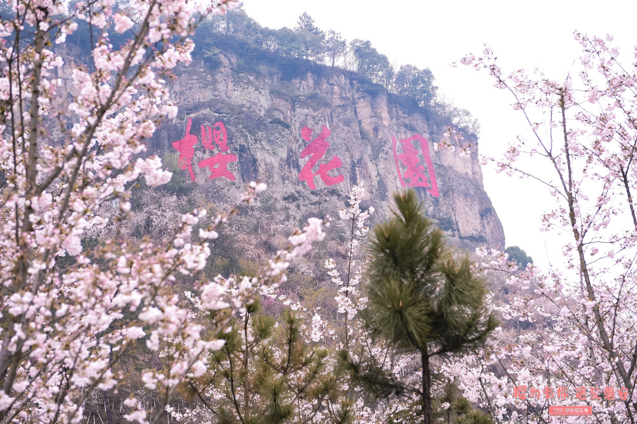 樱花公园|22 樱花公园