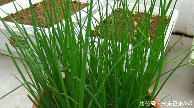 天天都吃的3种蔬菜,花盆油桶都能种,一夏天不用买,太省钱