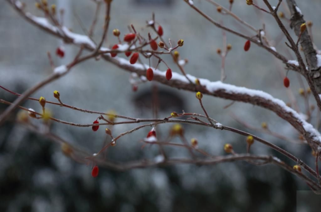 a8157|当春雪降临齐鲁酒地，世间就又浪漫了起来~