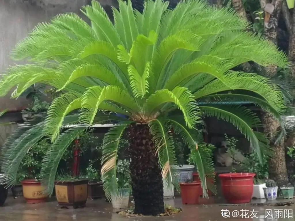 大门口种的花，开花好看，回忆满满