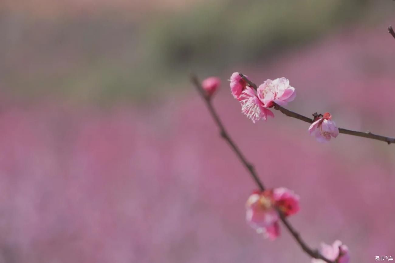 装备|宁国赏梅圣地自驾游