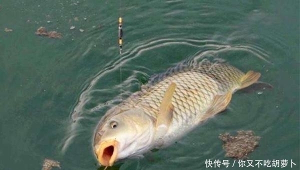 技巧|调漂技巧浮漂的送漂、顿口是怎么形成的