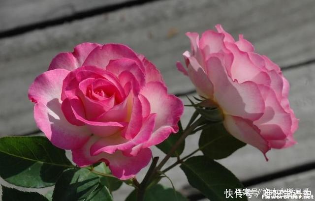 粉色|5款唯美粉色月季。美人如玉粉妆琢,粉色娇羞白如雪。抗病好养