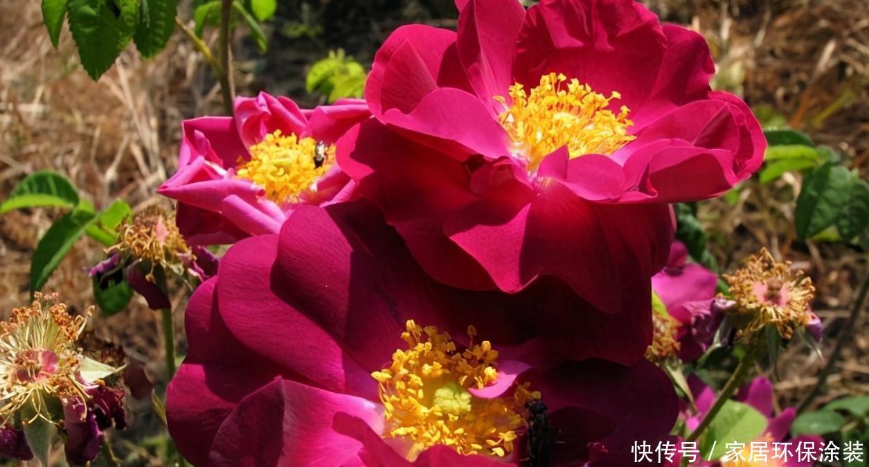 20款紫色月季品种。浓香、抗病非常好养,天然紫色唯美盛开