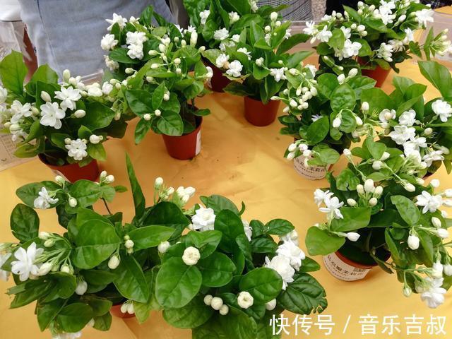 水培|这5种花,漂亮又好养,放卧室客厅都合适,还能净化空气,很实用