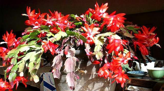 尴尬了!嫁接几个月的蟹爪兰,就是不生长,原来要用“它”才行!