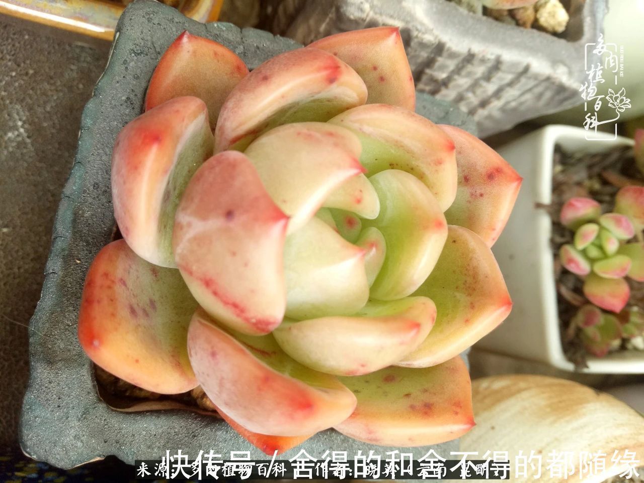 生活的本质就是爱,喜悦,和平!养多肉的快乐是金钱买不到的!