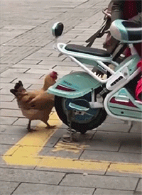 |搞笑GIF趣图:这是我见过的最让人讨厌的猫