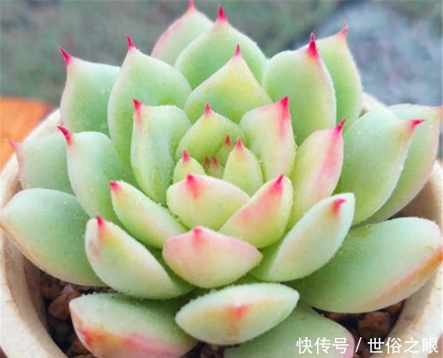 多肉植物度夏难3个巧办法,不黑腐不烂根,到了秋季蹭蹭长