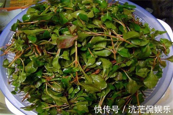 枸杞菜|立秋后，三种蔬菜再穷不放过，腰不疼，腿不酸了，视力提高了
