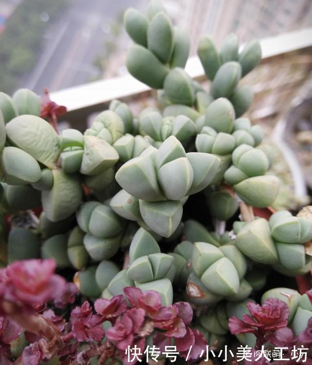 小球|小球玫瑰的逆袭,一年里开枝散叶