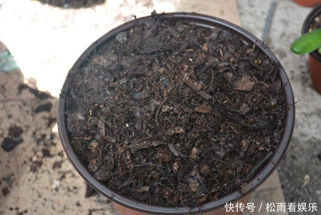 肥沃|秋天养君子兰,盆土里加点它,叶片蹭蹭长爆盆,一盆开花30朵