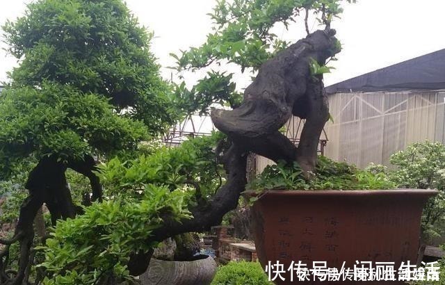 授粉|别再养发财树、金钱树了,此种树,山上“挖1棵”,养成老桩值钱!