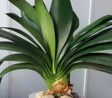 生根|这几种“小药片”可别扔了,放水里搅一搅,促生根开花还能防烂根