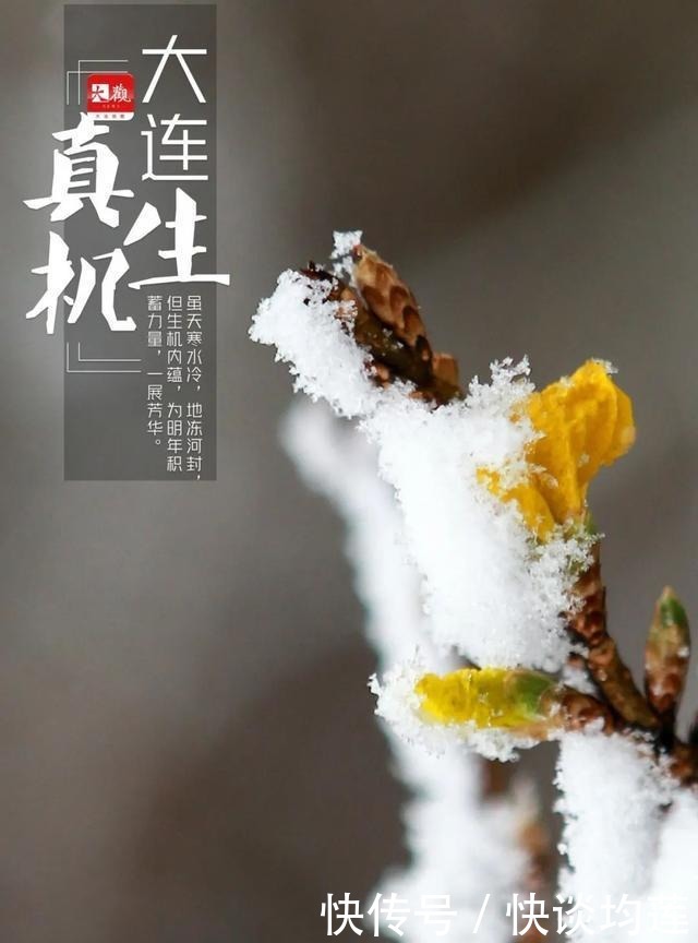 大连|大雪,大连,大生机