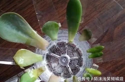 塑料瓶|你扔掉的塑料瓶我用来养花，生根快，开花多，别有一番风味！